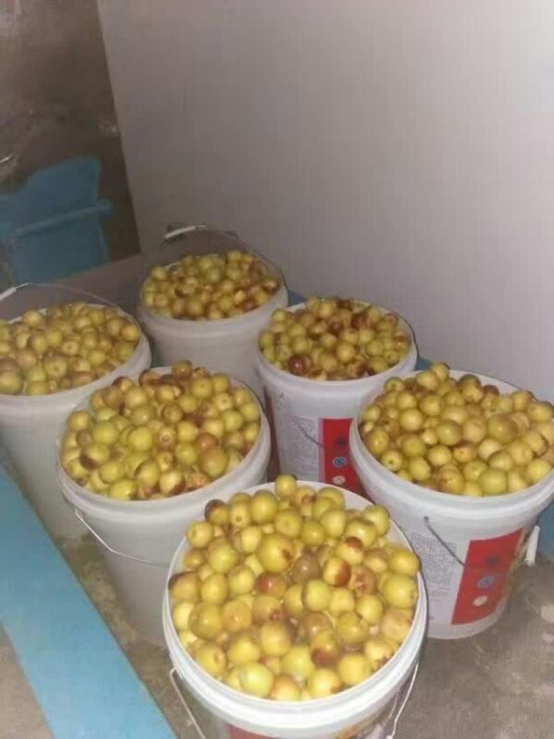 大荔县冬枣产地冬枣批发冬枣价格