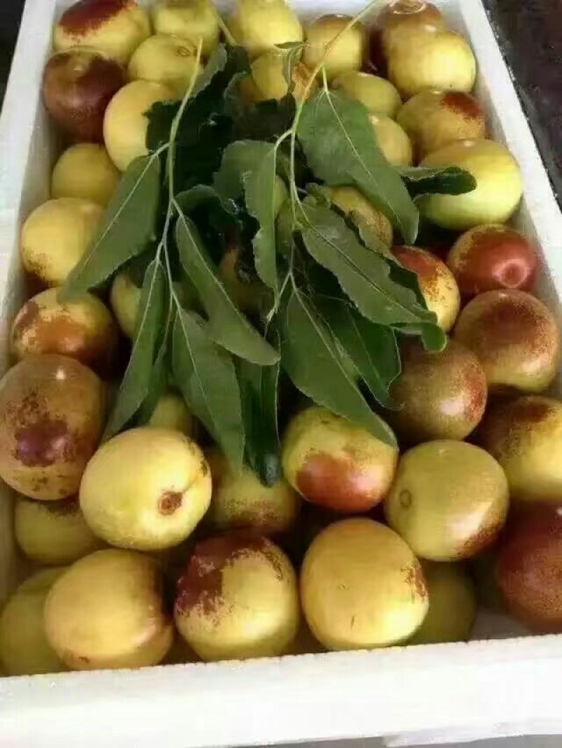 大荔县冬枣产地冬枣批发冬枣价格