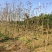 四川红油香椿苗温室50-1.5价格优惠大量供货