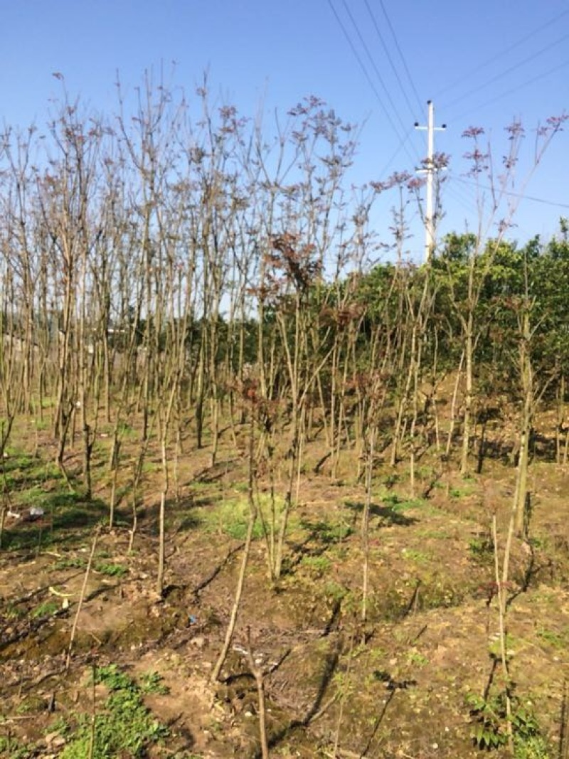 四川红油香椿苗温室50-1.5价格优惠大量供货