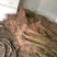四川红油香椿苗温室50-1.5价格优惠大量供货