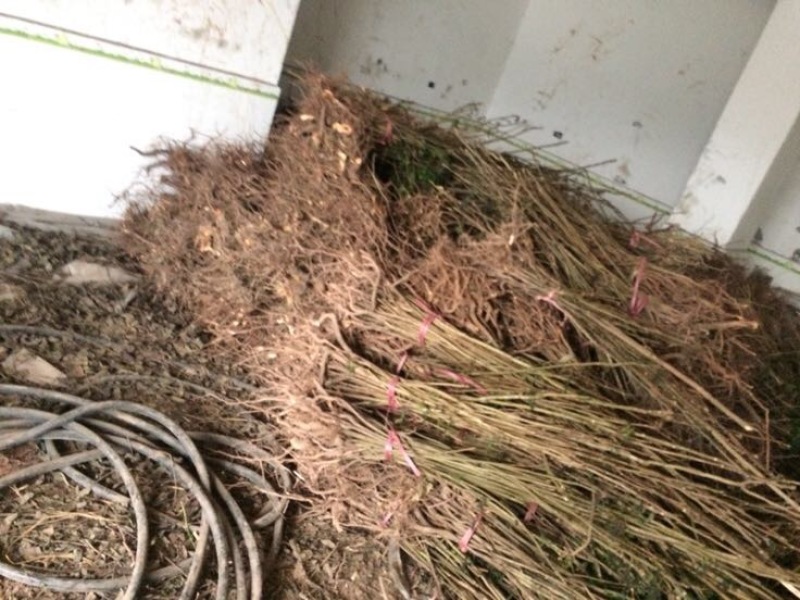 四川红油香椿苗温室50-1.5价格优惠大量供货