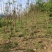 四川红油香椿苗温室50-1.5价格优惠大量供货