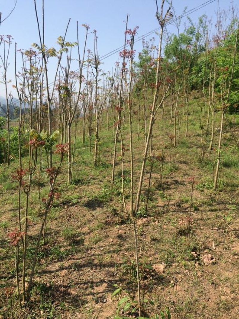 四川红油香椿苗温室50-1.5价格优惠大量供货
