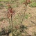 四川红油香椿苗温室50-1.5价格优惠大量供货