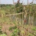 四川红油香椿苗温室50-1.5价格优惠大量供货