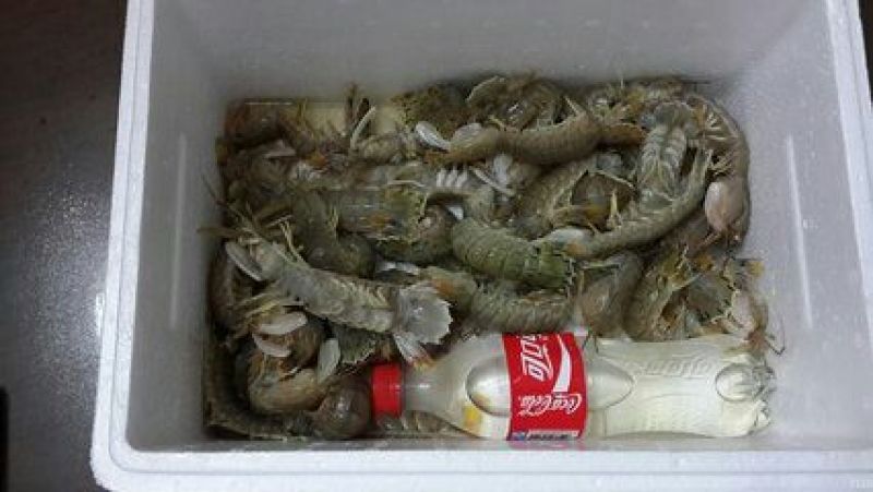 皮皮虾活虾