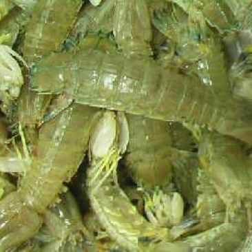 皮皮虾活虾