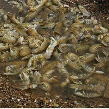 皮皮虾活虾