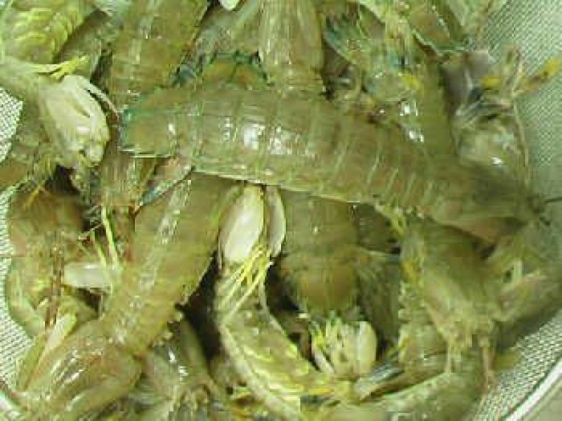 皮皮虾活虾
