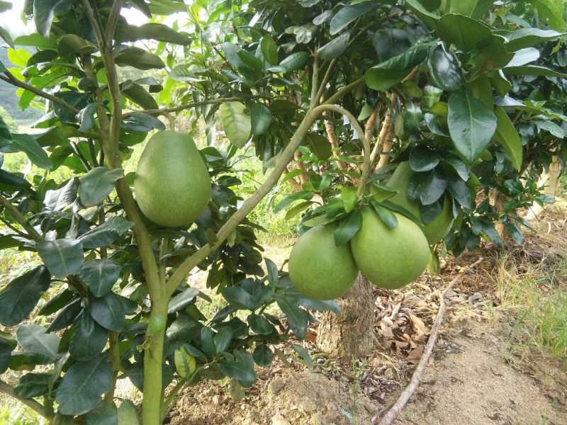 三红蜜柚苗1cm以上0.5~0.8m