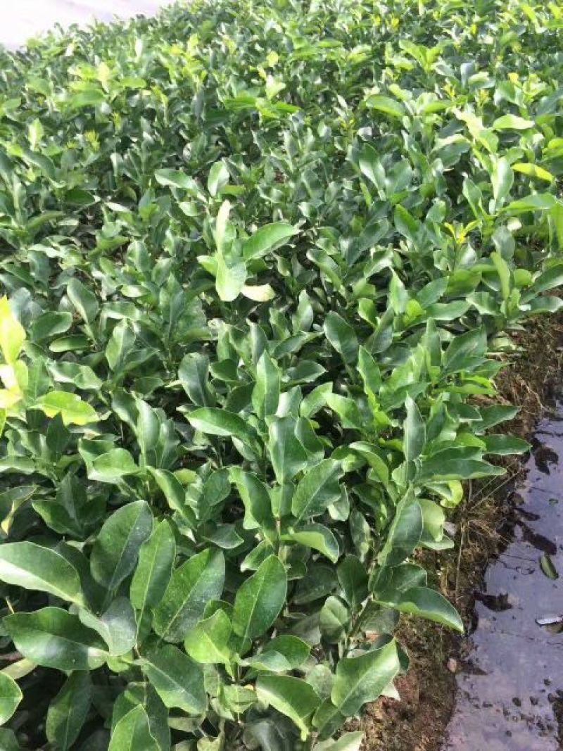 三红蜜柚苗1cm以上0.5~0.8m