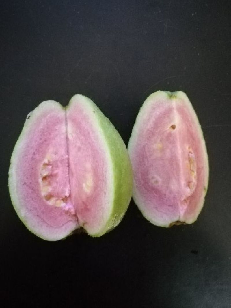 西瓜番石榴苗50~80cm