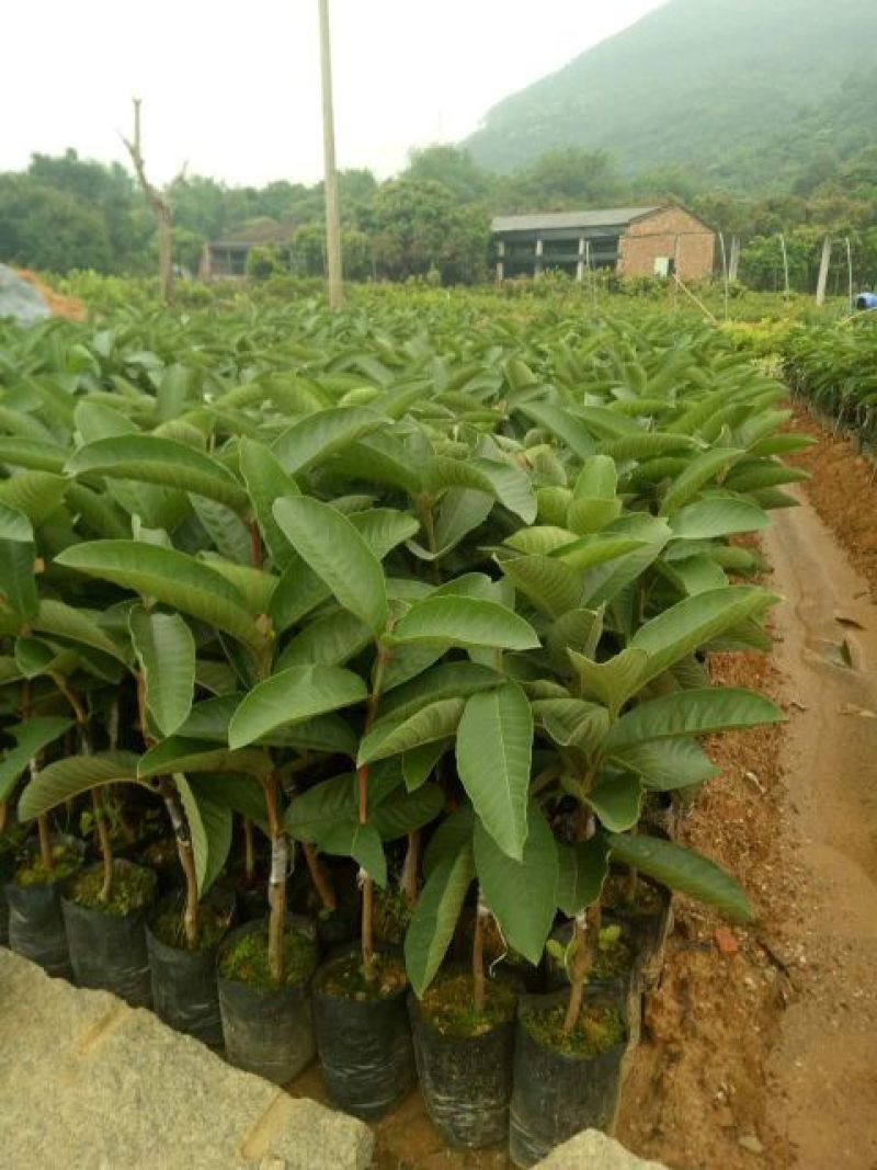 西瓜番石榴苗50~80cm