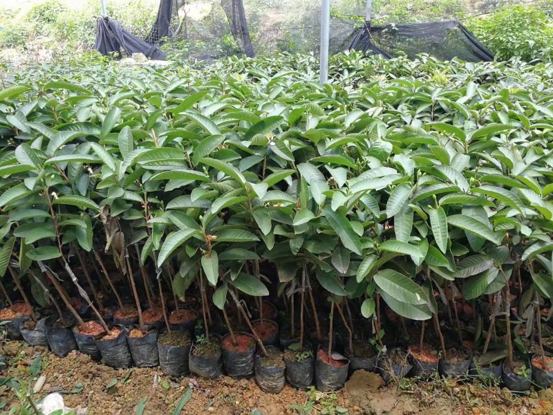 西瓜番石榴苗50~80cm