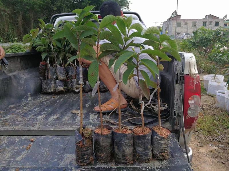 西瓜番石榴苗50~80cm