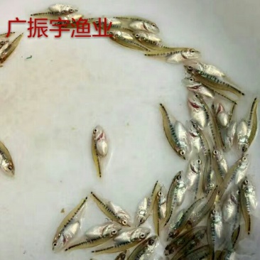 鲈鱼鱼苗