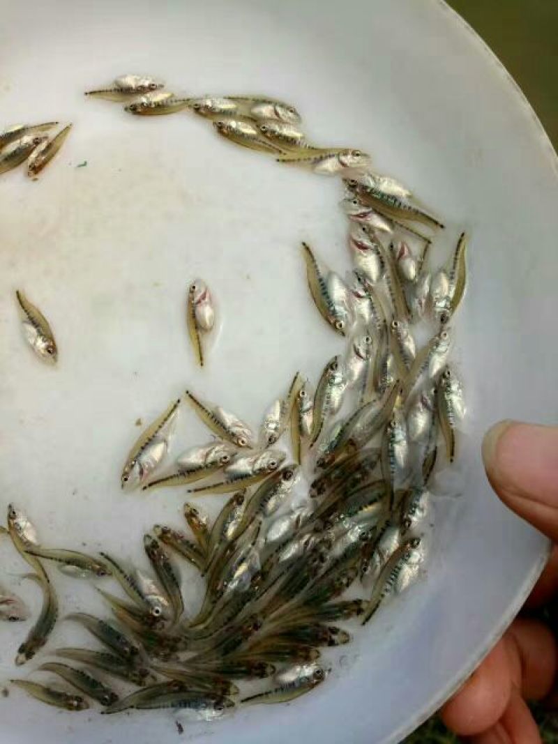 鲈鱼鱼苗