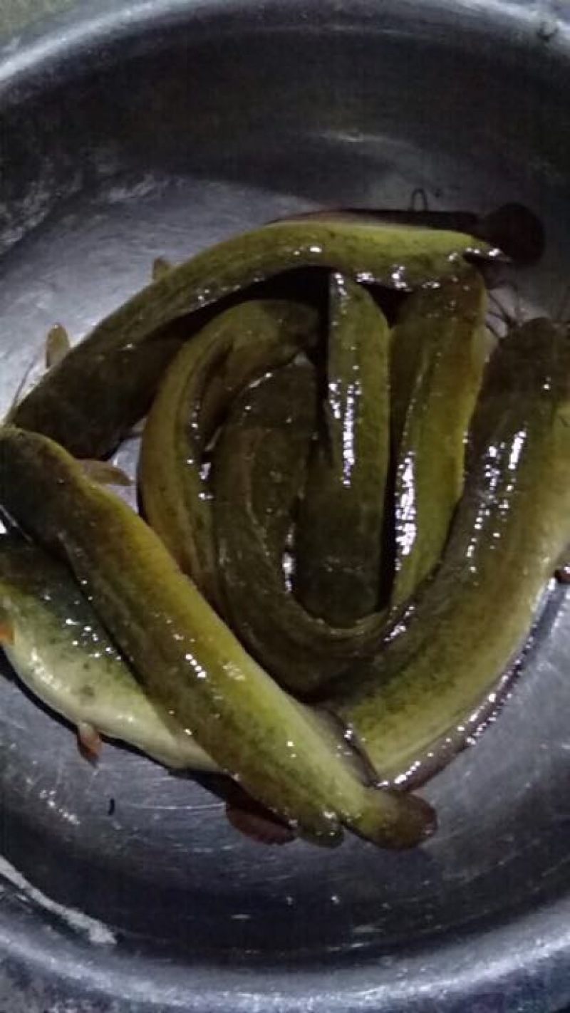 土鲶鱼