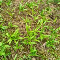 湖北省紫花三叉白芨种苗块茎2至3公分苗老不易倒