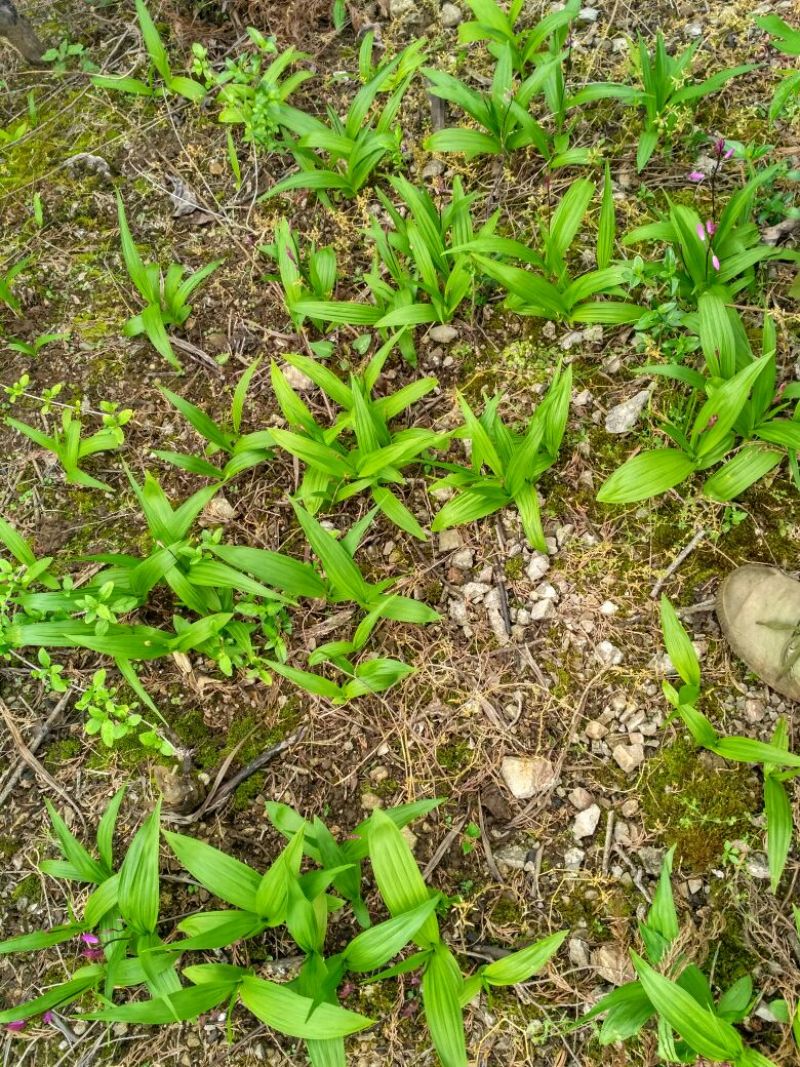 湖北省紫花三叉白芨种苗块茎2至3公分苗老不易倒