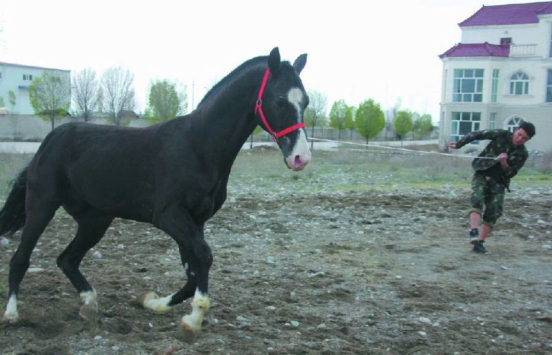 蒙古马200~300kg
