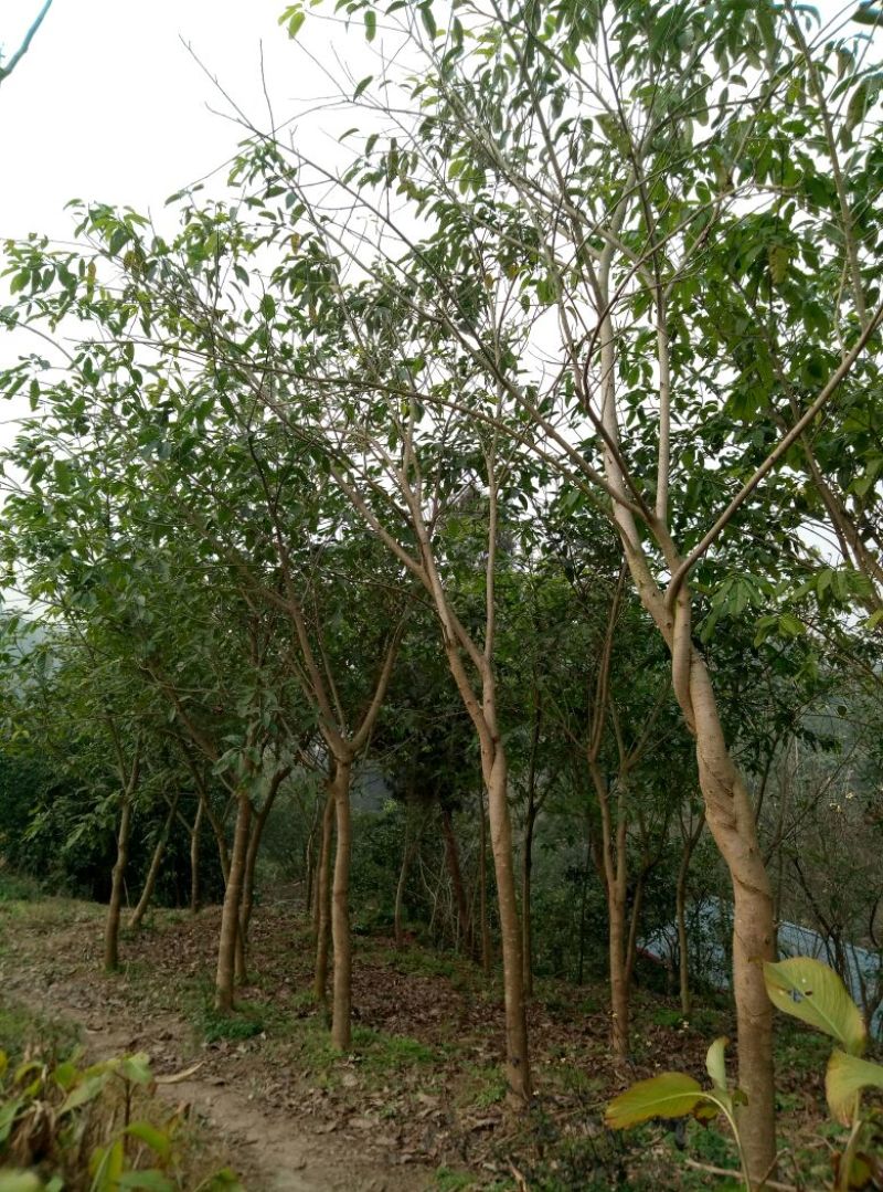黄葛树2.5~3m