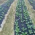 生态除草布