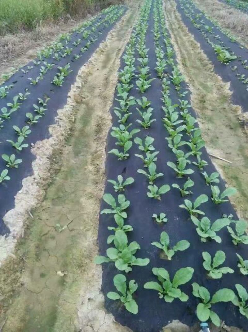 生态除草布
