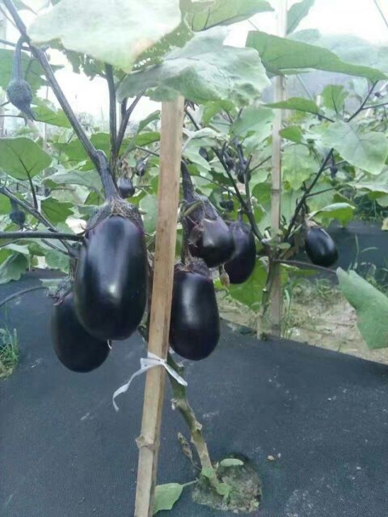 生态除草布