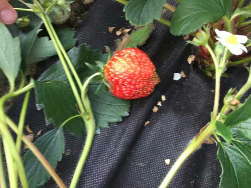 生态除草布