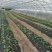 生态除草布