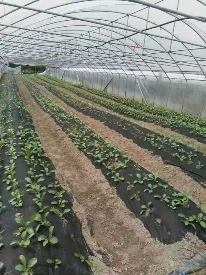 生态除草布