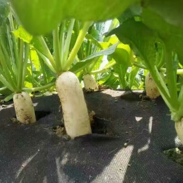 生态除草布