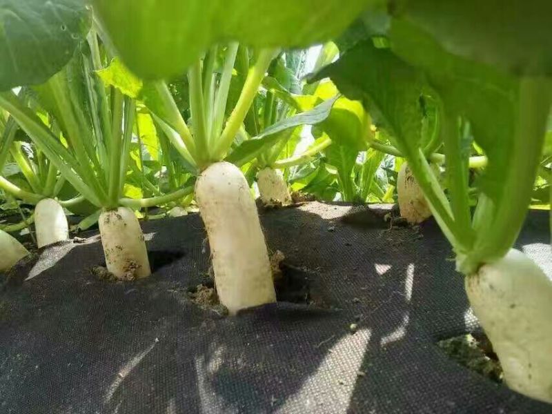生态除草布