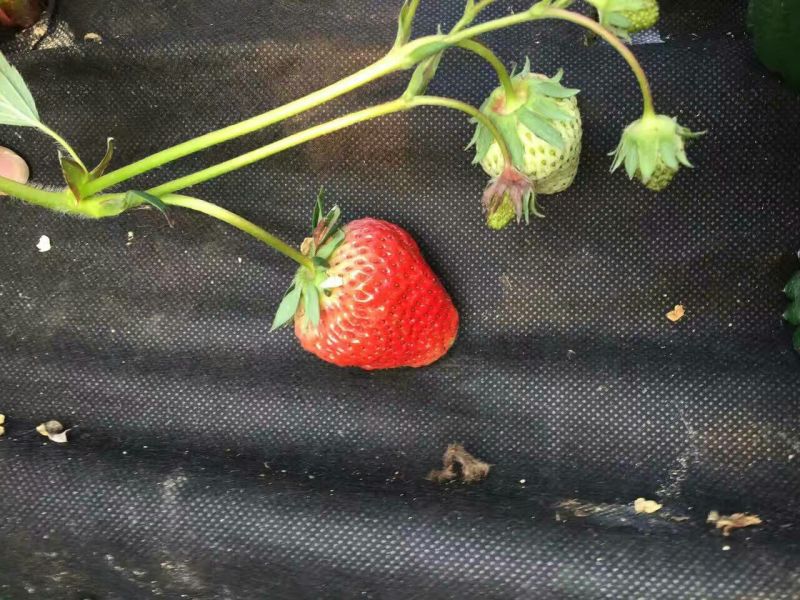生态除草布