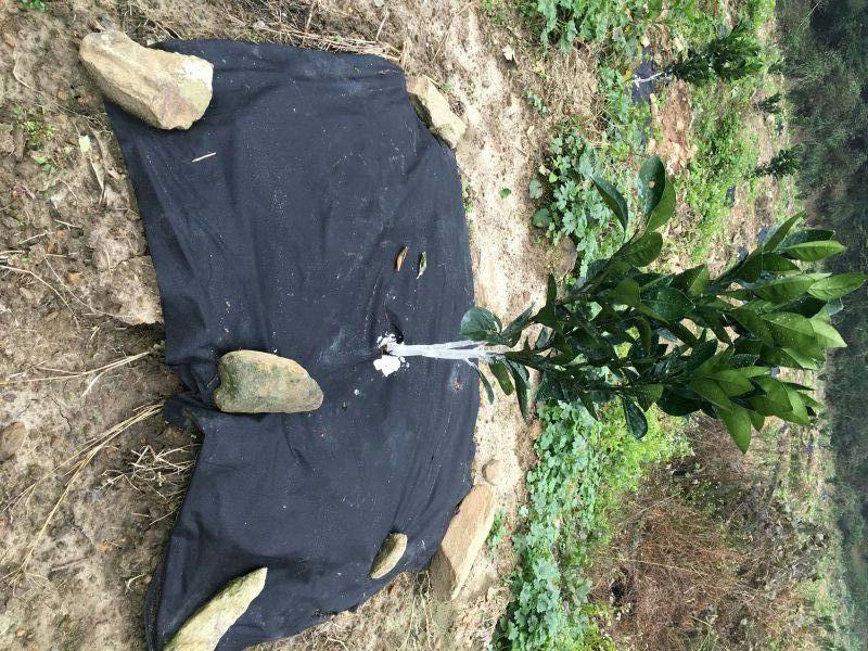 生态除草布