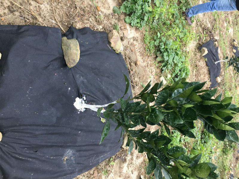 生态除草布