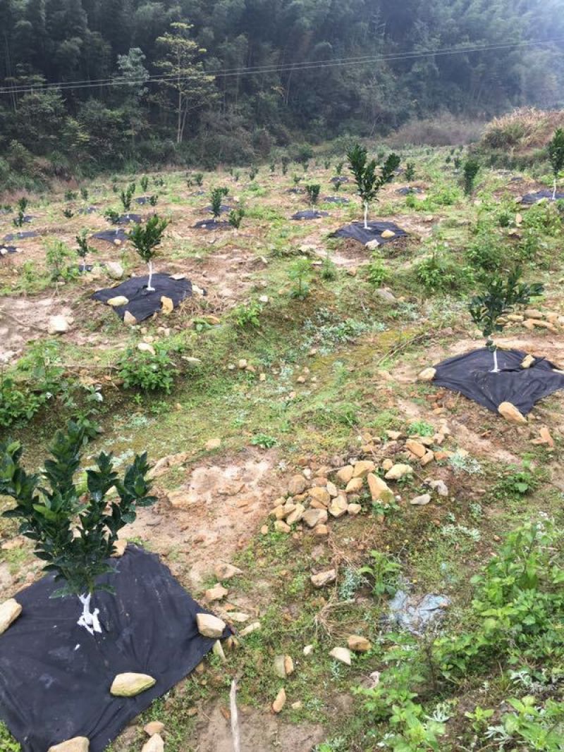 生态除草布