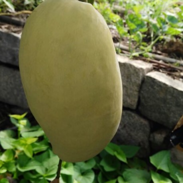 海南昌江红玉芒果口感香甜核薄汁多肉厚细腻
