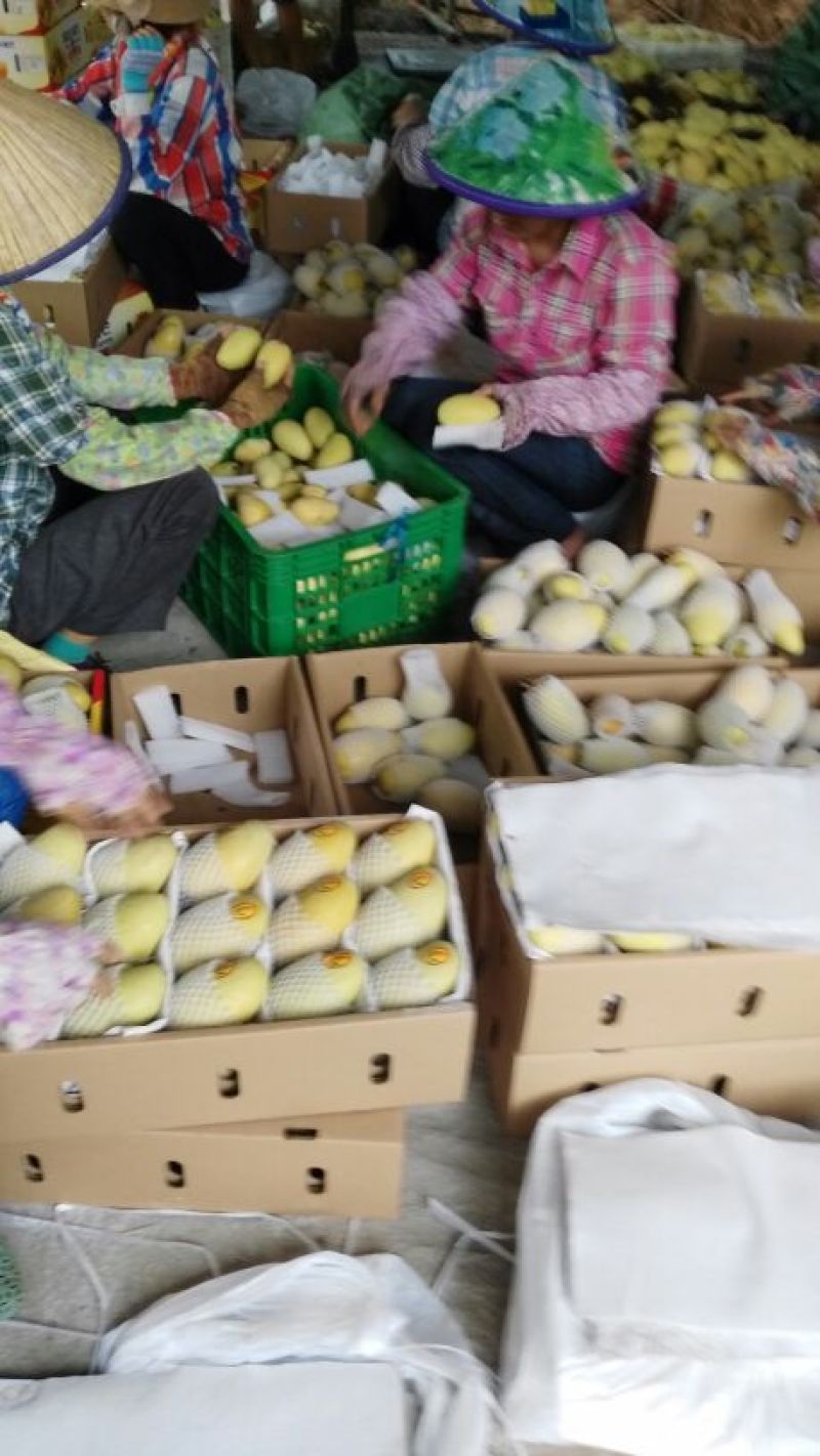 海南昌江红玉芒果口感香甜核薄汁多肉厚细腻