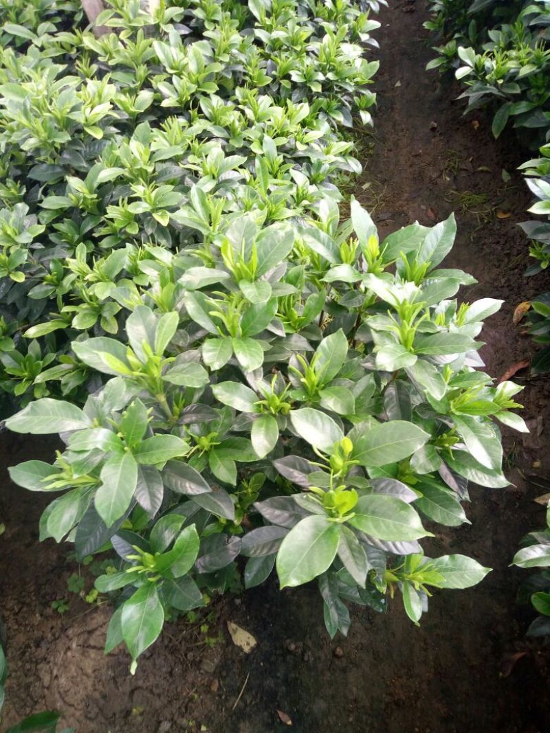 栀子花2~4cm20cm以上0.5~1米