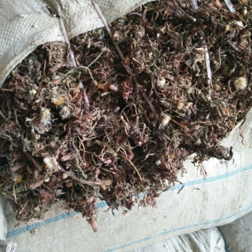 药用蒲公英野生全草，产地，甘肃，一手货源