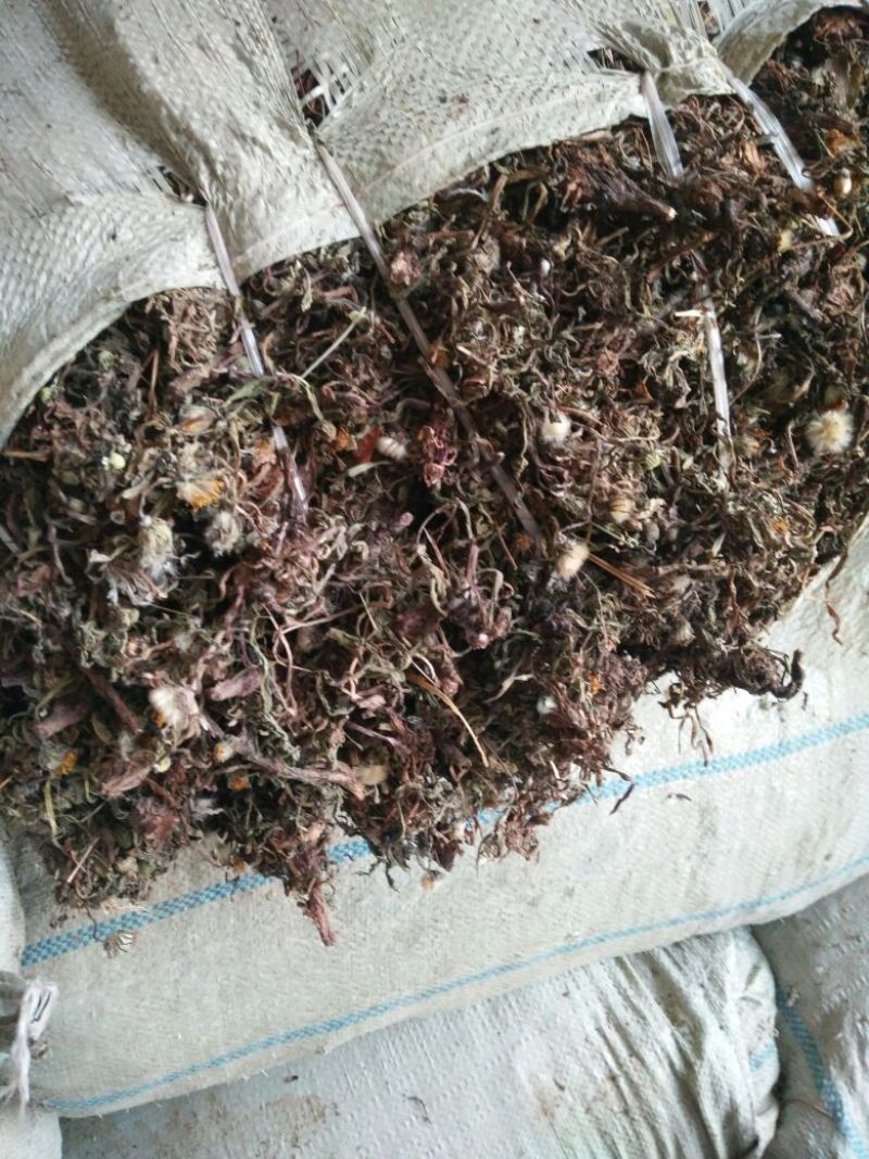 药用蒲公英野生全草，产地，甘肃，一手货源