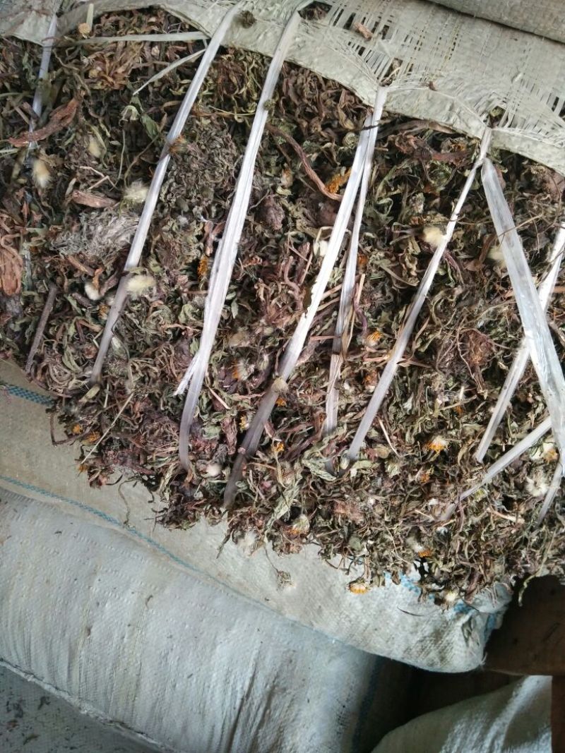 药用蒲公英野生全草，产地，甘肃，一手货源