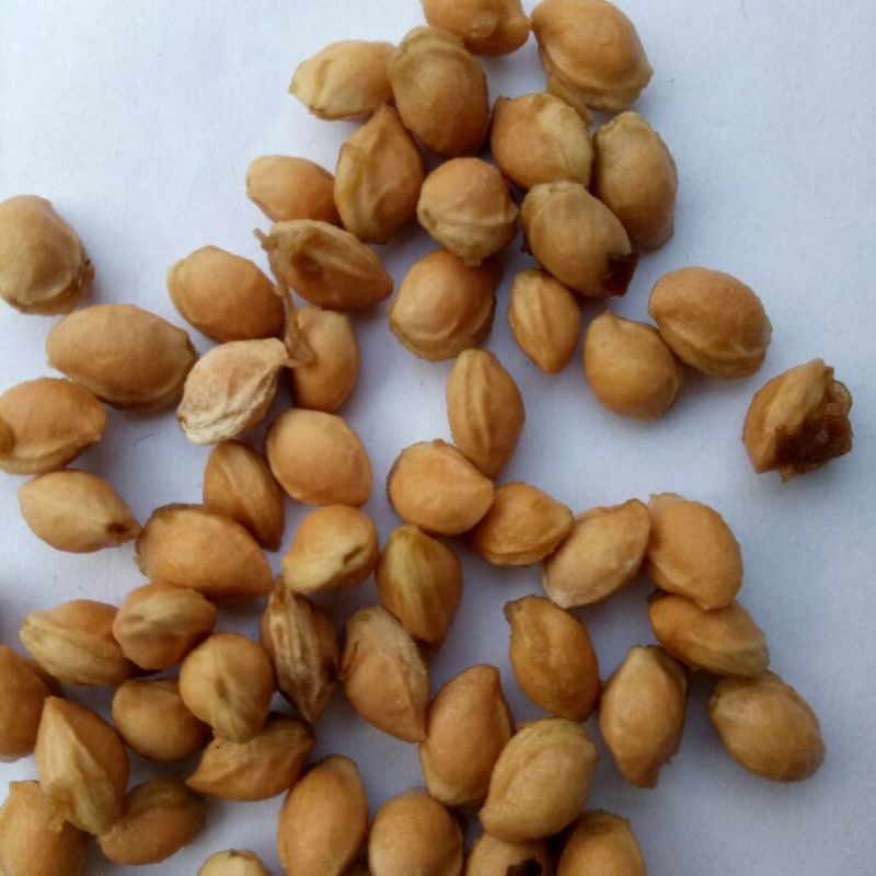 樱桃种子2019年山樱种子出芽率98高嫁接樱花品种用山樱
