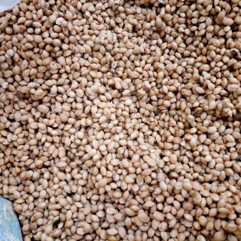 樱桃种子2019年山樱种子出芽率98高嫁接樱花品种用山樱