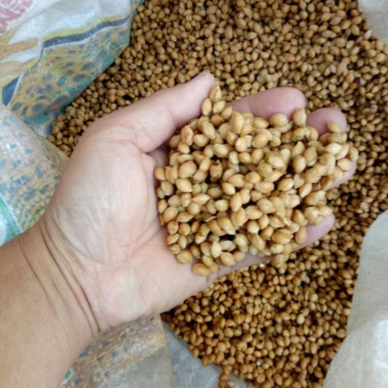 樱桃种子2019年山樱种子出芽率98高嫁接樱花品种用山樱