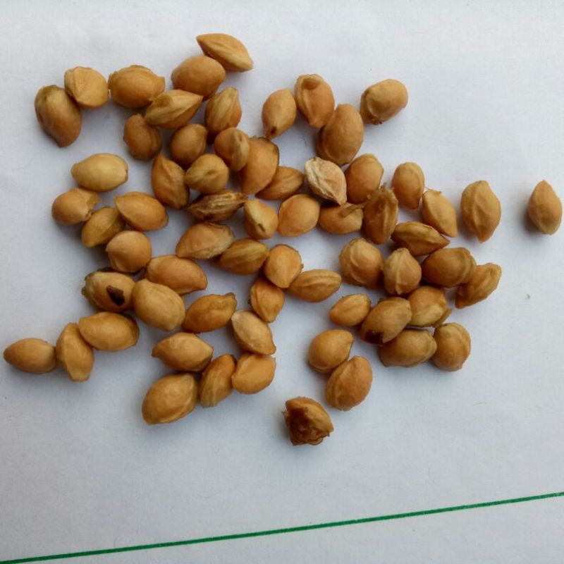 樱桃种子2019年山樱种子出芽率98高嫁接樱花品种用山樱