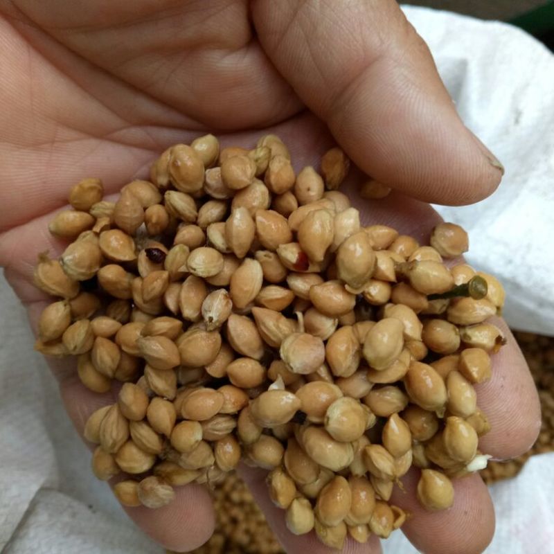 樱桃种子2019年山樱种子出芽率98高嫁接樱花品种用山樱
